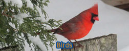 Birds